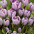 Crocus Vernus Pickwick x 30 8/9