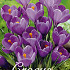 Crocus Vernus Remembrance x 30 8/9