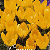 Crocus Vernus Yellow x 20 8/9