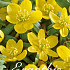 Eranthis Hyemalis x25 5/6