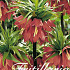 Fritillaria Rubra x2 24/26