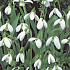 Galanthus Ikariae x30 5/6