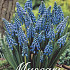 Muscari Armeniacum x50 8/9