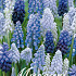 Muscari Mixed x30 8/9