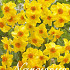 Narcis Botanical Martinette x20 12/14