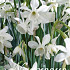 Narcis Botanical Thalia x12 12/14