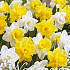 Narcis Trumpet Dutch Sensation x15 14/16