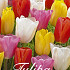 Tulipa Rainbow Park x20 12/+