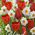 Tulipa/Narcissus Blend Bright Eyes x20 12/+