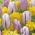 Tulipa/Narcissus Blend Flaming Gold x20 12/+