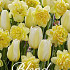 Tulipa/Narcissus Golden Morning x20 12/+