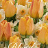 Tulipa/Narcissus Moonlight x20 12/+