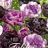 Tulp Double Late Magic Mystic x12 12/+