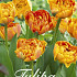 Tulp Double Late Sunlover x20 12/14