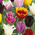 Tulp Fringed Mixed x20 12/+