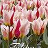 Tulp Greigii Mary Ann x15 12/+