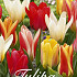 Tulp Kaufmania Mixed x20 12/+