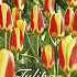 Tulp Kaufmania Stresa x15 12/+