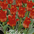 Tulp Red Riding Hood x20 12/+