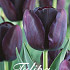 Tulp Single Late Queen of Night x20 12/+