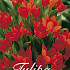 Tulp Specie Praestans Zwanenburg x25 10/12