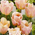 Tulp Triumph Apricot Foxx x20 12/14