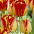 Tulp Triumph Banja Luka x20 12/+