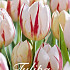 Tulp Triumph Carnaval De Rio x20 12/+