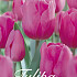 Tulp Triumph Don Quichotte x20 12/+