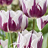 Tulp Triumph Flaming Flag x 20 12/+