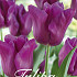 Tulp Triumph Passionale x20 12/+