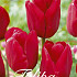 Tulp Triumph Red Impression x20 12/+