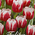 Tulp Triumph Rhemise x20 12/+