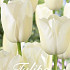 Tulp Triumph White Dream x20 12/+