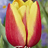 Tulip Triumph Jan Seignette x10 12/+