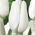 Tulp Darwin Lanka x7 12/+