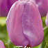 Tulp Darwin Purple Pride x7 12/+