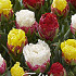 Tulp Double Late Ice Cream Mixed Garden x5 12/+