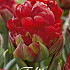 Tulp Double Late Ice Cream Strawberry x3 12/+