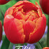 Tulp Double Late Queensday x7 12/+