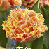 Tulp Fringed Double Brisbane x7 12/+