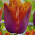 Tulp Fringed Louvre Orange x7 12/+