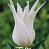 Tulp Lilyflowering Tres Chic x7 12/+