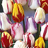 Tulp Rembrandt Mixed x20 12/+