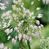 Allium carinatum ssp. pulchellum 'Album'  I .