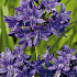 Agapanthus Blauw x 1 I .