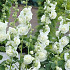 Alcea White x 1 I .