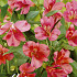 Alstroemeria Red x2 I .