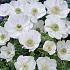 Anemone Coronaria Bride x 15 5/6