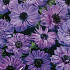 Anemone Coronaria Lord Lieutenant x 15 5/6